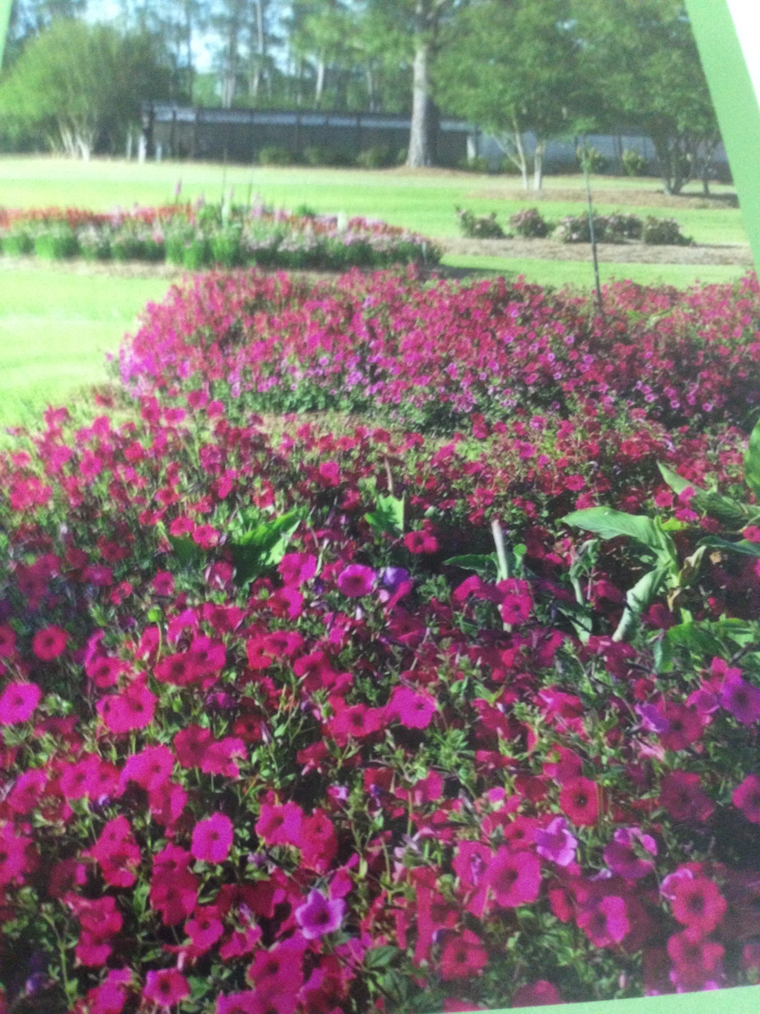 Why I Am a Master Gardener